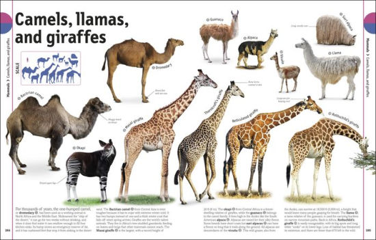 The Animal Book A Visual Encyclopedia of Life on Earth 2